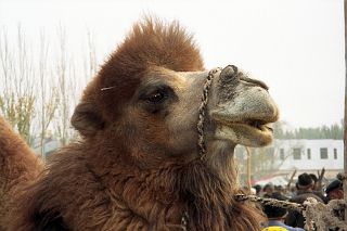 55 Kashgar Sunday Market 1993 Camel Close Up In Animal Market.jpg